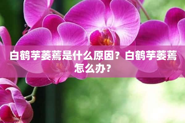 白鹤芋萎蔫是什么原因？白鹤芋萎蔫怎么办？