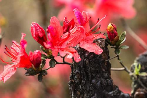 杜鹃花修剪方法 杜鹃花怎么修剪