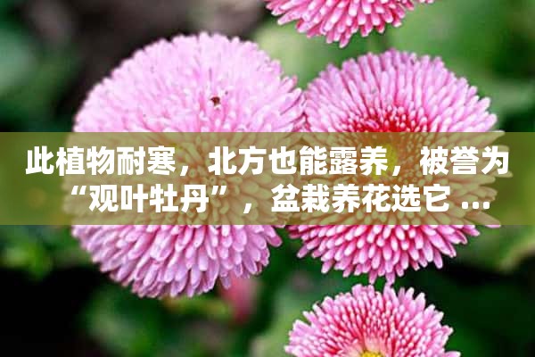 此植物耐寒，北方也能露养，被誉为“观叶牡丹”，盆栽养花选它 …