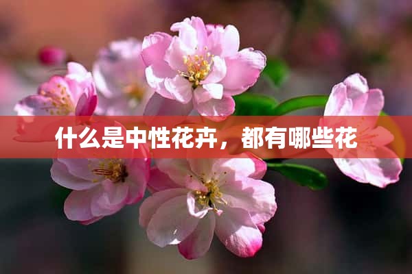 什么是中性花卉，都有哪些花