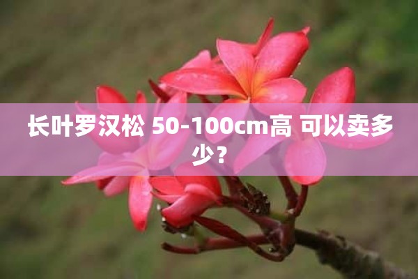 长叶罗汉松 50-100cm高 可以卖多少？