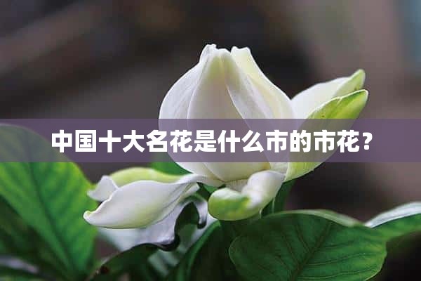 中国十大名花是什么市的市花？