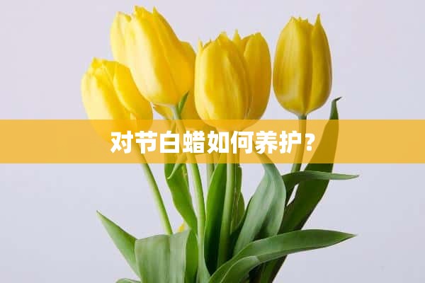 对节白蜡如何养护？