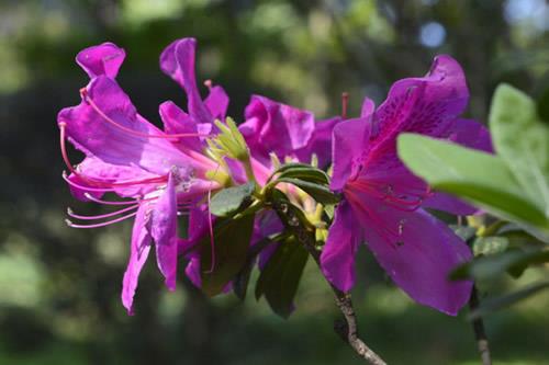 杜鹃花修剪方法 杜鹃花怎么修剪