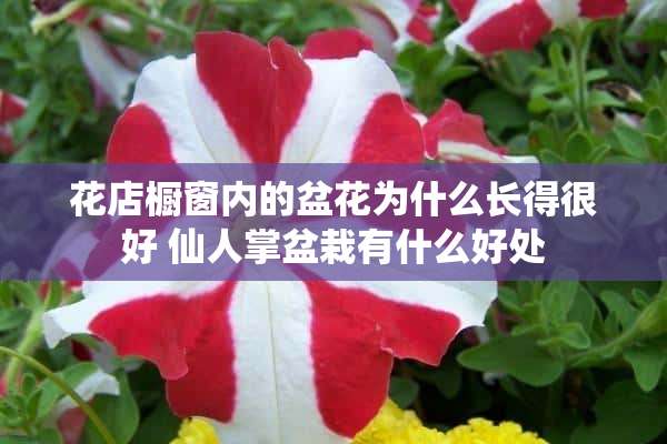 花店橱窗内的盆花为什么长得很好 仙人掌盆栽有什么好处