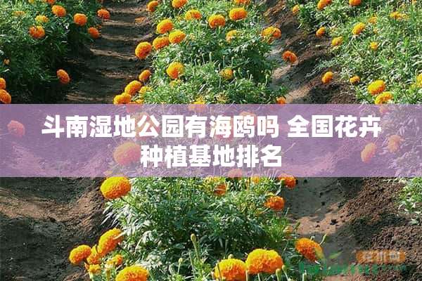 斗南湿地公园有海鸥吗 全国花卉种植基地排名