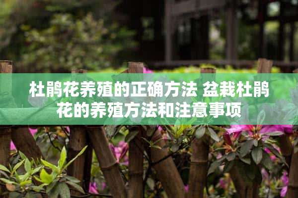 杜鹃花养殖的正确方法 盆栽杜鹃花的养殖方法和注意事项