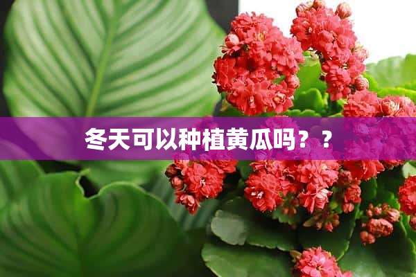 冬天可以种植黄瓜吗？？