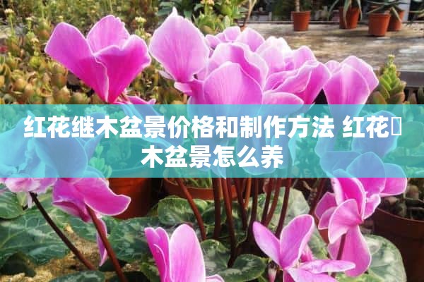 红花继木盆景价格和制作方法 红花檵木盆景怎么养