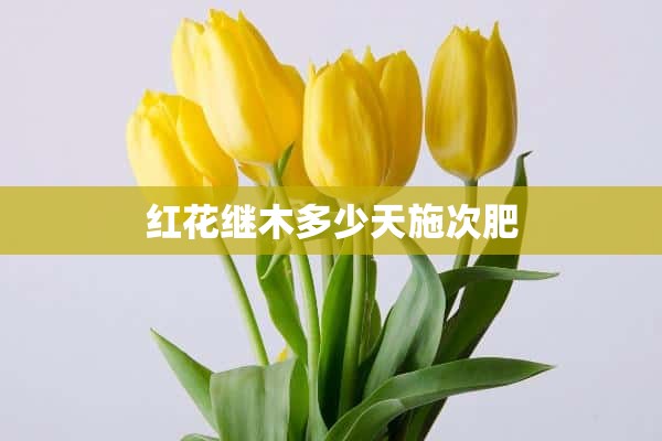 红花继木多少天施次肥