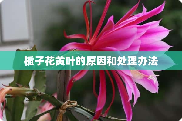 栀子花黄叶的原因和处理办法