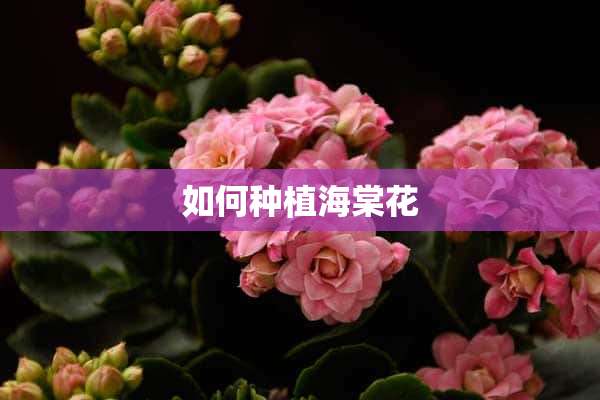 如何种植海棠花