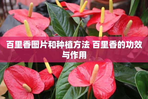 百里香图片和种植方法 百里香的功效与作用