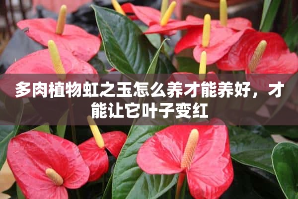 多肉植物虹之玉怎么养才能养好，才能让它叶子变红