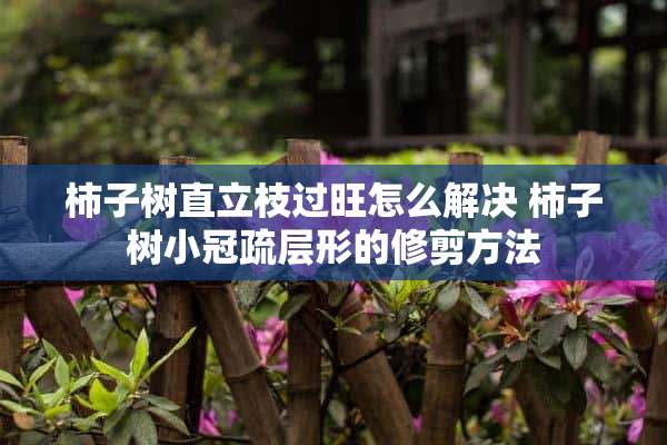 柿子树直立枝过旺怎么解决 柿子树小冠疏层形的修剪方法