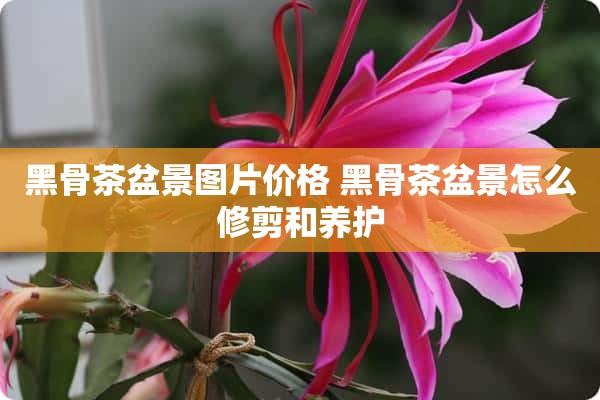 黑骨茶盆景图片价格 黑骨茶盆景怎么修剪和养护