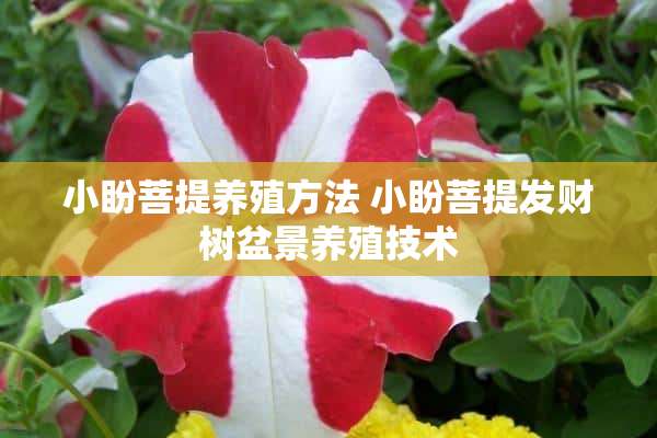 小盼菩提养殖方法 小盼菩提发财树盆景养殖技术