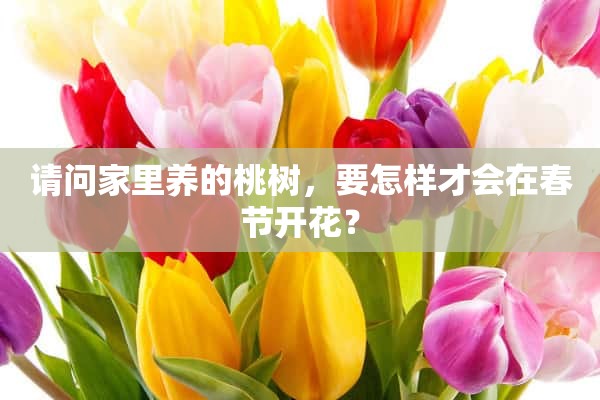 请问家里养的桃树，要怎样才会在春节开花？