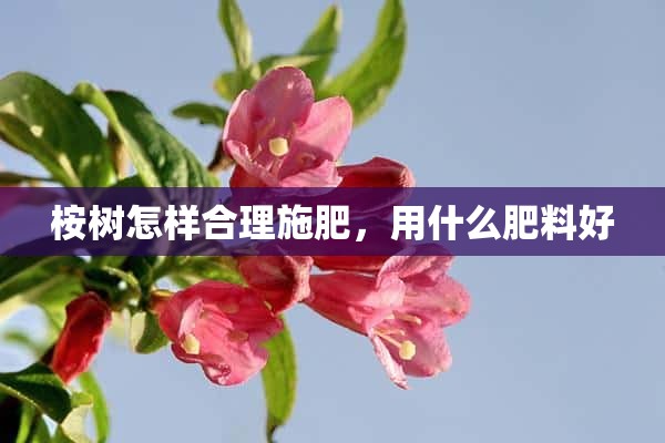 桉树怎样合理施肥，用什么肥料好