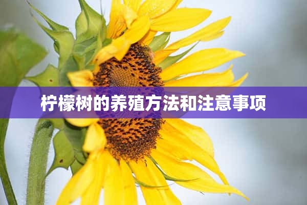 柠檬树的养殖方法和注意事项