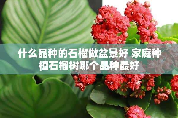 什么品种的石榴做盆景好 家庭种植石榴树哪个品种最好