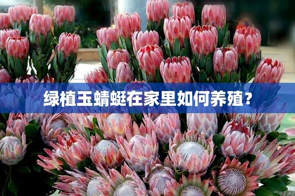 绿植玉蜻蜓在家里如何养殖？