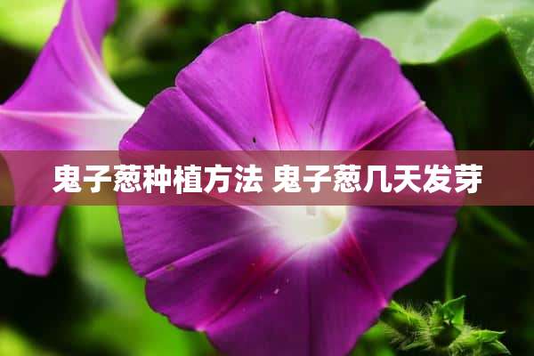 鬼子葱种植方法 鬼子葱几天发芽