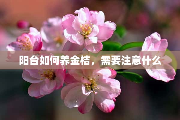 阳台如何养金桔，需要注意什么