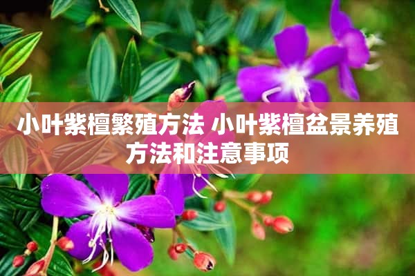 小叶紫檀繁殖方法 小叶紫檀盆景养殖方法和注意事项