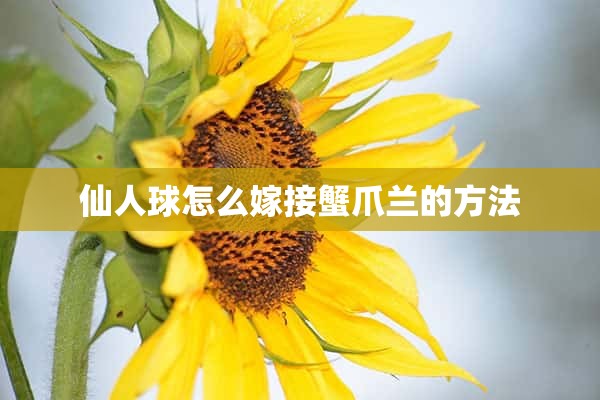 仙人球怎么嫁接蟹爪兰的方法