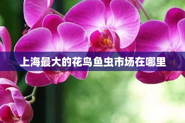 上海最大的花鸟鱼虫市场在哪里