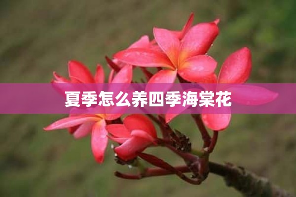 夏季怎么养四季海棠花