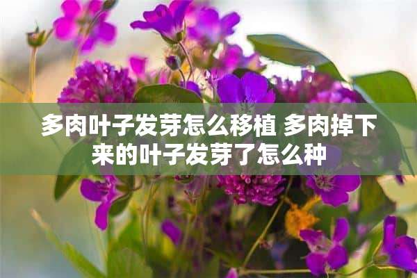 多肉叶子发芽怎么移植 多肉掉下来的叶子发芽了怎么种