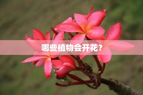 哪些植物会开花？