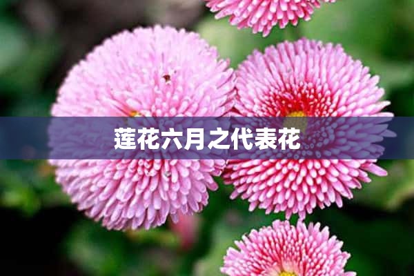 莲花六月之代表花