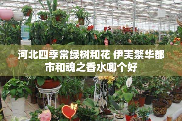 河北四季常绿树和花 伊芙繁华都市和魂之香水哪个好