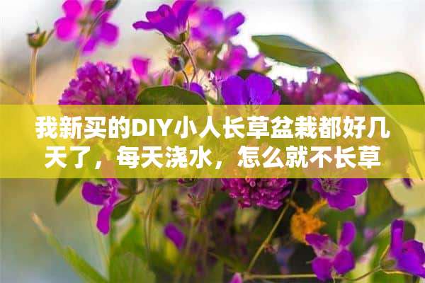 我新买的DIY小人长草盆栽都好几天了，每天浇水，怎么就不长草呢~~ 哪些常见植物盆栽怎么浇水都不会死