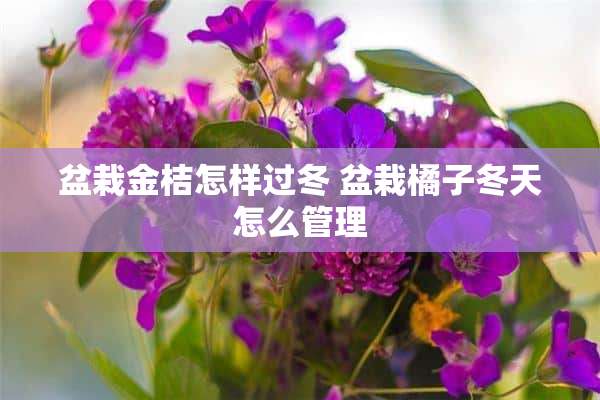 盆栽金桔怎样过冬 盆栽橘子冬天怎么管理