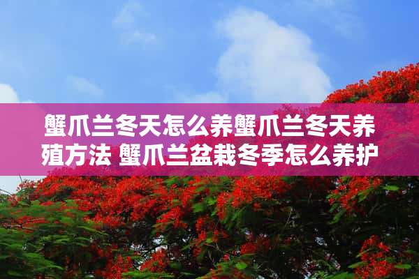 蟹爪兰冬天怎么养蟹爪兰冬天养殖方法 蟹爪兰盆栽冬季怎么养护