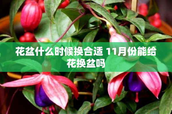 花盆什么时候换合适 11月份能给花换盆吗