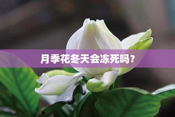 月季花冬天会冻死吗？