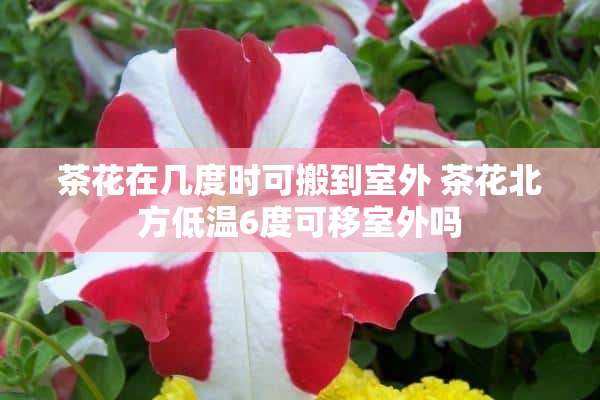 茶花在几度时可搬到室外 茶花北方低温6度可移室外吗