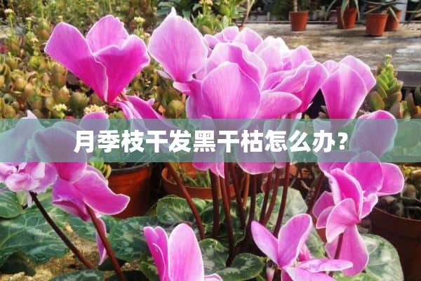 月季枝干发黑干枯怎么办？