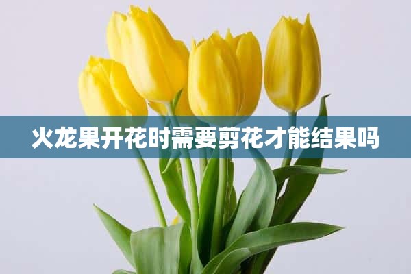 火龙果开花时需要剪花才能结果吗