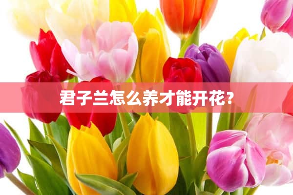 君子兰怎么养才能开花？