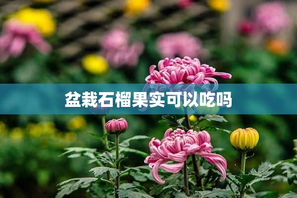 盆栽石榴果实可以吃吗