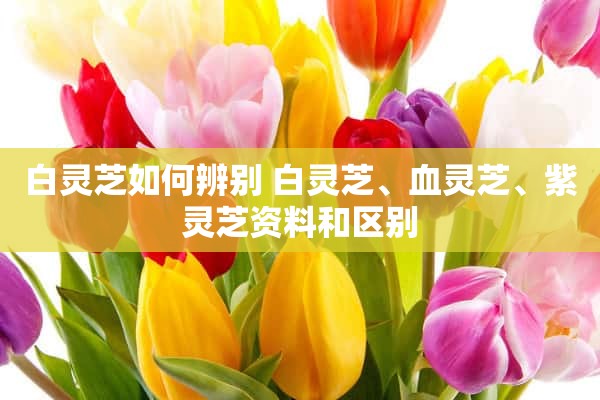 白灵芝如何辨别 白灵芝、血灵芝、紫灵芝资料和区别