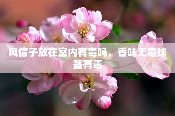 风信子放在室内有毒吗，香味无毒球茎有毒