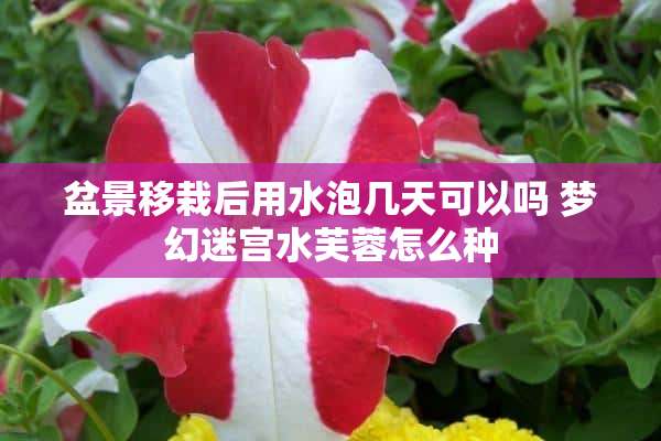 盆景移栽后用水泡几天可以吗 梦幻迷宫水芙蓉怎么种