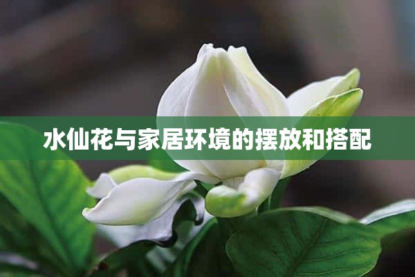 水仙花与家居环境的摆放和搭配